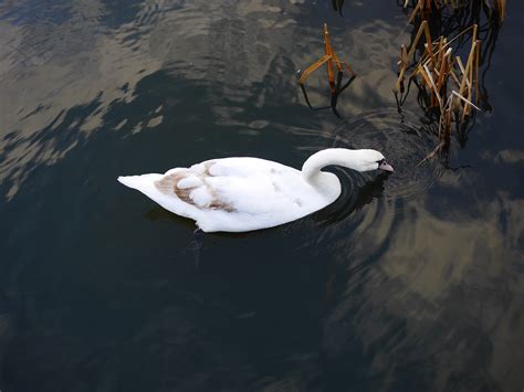 Free Images Wing White Animal Pond Reflection Beak Fauna Swan