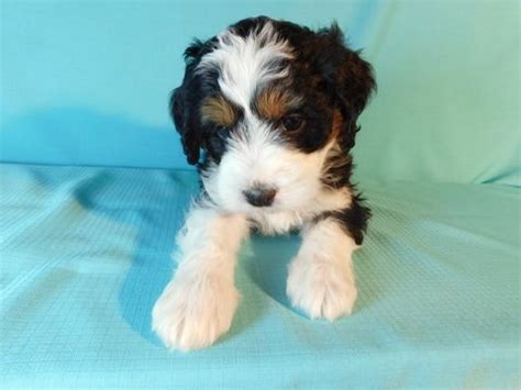Find a great millersburg ohio dog breeder at looking for a dog breeder in millersburg ohio? Miniature Bernedoodle puppy for sale in MILLERSBURG, OH ...