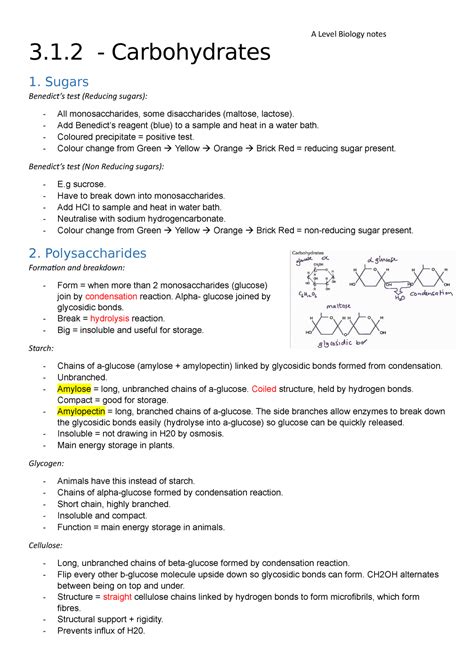 A Level Biology Carbohydrates Notes A Level Biology Notes 31