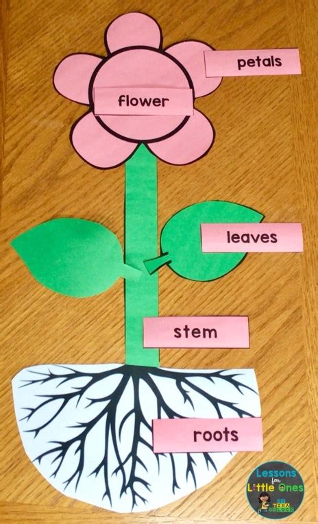 Flower Science Experiments And Parts Of A Flower Activities Lessons For