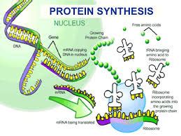 Protein synthesis occurs in the ribosomes. Cell Cycle, DNA & Protein Synthesis - Biology with Mrs. Deaver