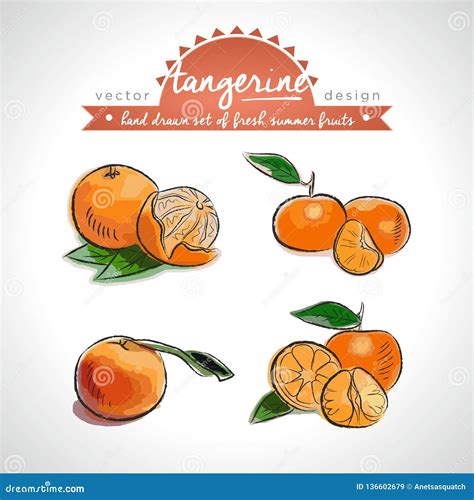 Mandarin Hand Drawn Collection Of Vector Sketch Detailed Fresh Fruits