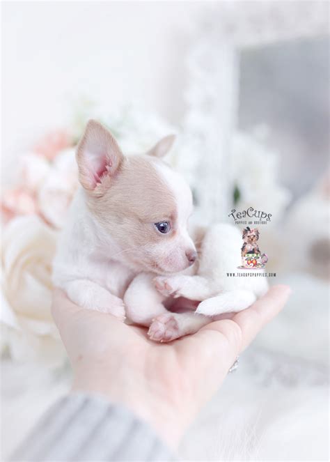 Tiny Chihuahua Teacup Puppies Teacup Puppies And Boutique