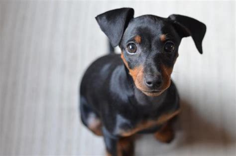 Looking for the perfect name for your little one? Dog Names Starting With K - Male and Female - 100+ IDEAS!
