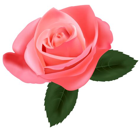 Pink Rose Png Clipart