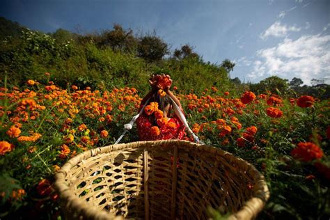 Nepalese Women Collect Flowers For Upcoming Tihar Festival