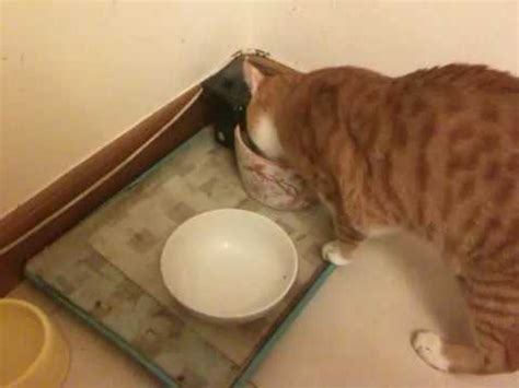 We know cat water fountains have been around for some time, but we'd never really stopped to consider the health benefits (and potential risks!) that the different models available offered. DIY cat drinking fountain - YouTube