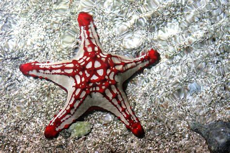 Red Knobbed Starfish A Beautiful Red Knobbed Starfish At B Flickr