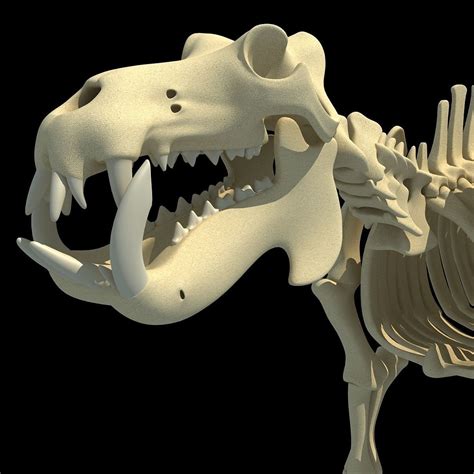 Hippopotamus Skeleton 3d Model Cgtrader