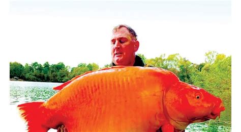 بالفيديو لاصطياد سمكة ذهبية عملاقة وزنها أكثر من 30 كيلوغراما