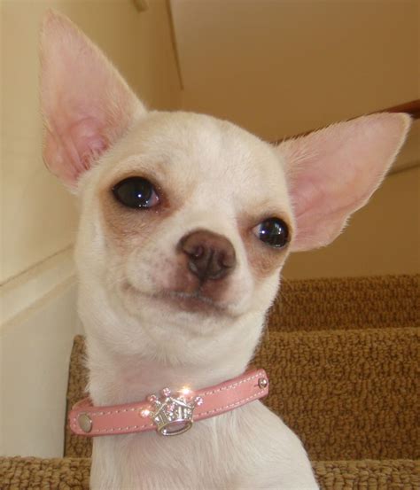 Chihuahua With Crown Collar Chihuahua Love Cute Chihuahua Cutest