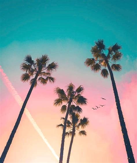 𝓒𝓱𝒆𝓻𝓻𝔂 🎀 𝓓𝓸𝓵𝓵 Palm Trees Wallpaper Pretty Sky Pretty Wallpapers