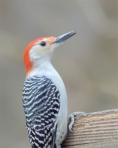 Red Bellied Woodpecker Birds And Blooms