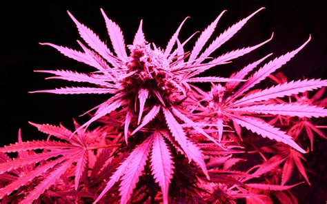 Grow Qanda Can I Grow Pot In A Cabinet High Times