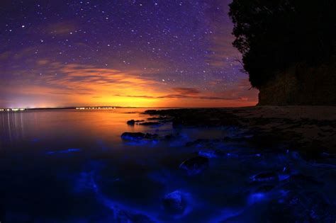 Nubbsgalore The Bioluminescent Noctiluca Scintillans — An Algae Known