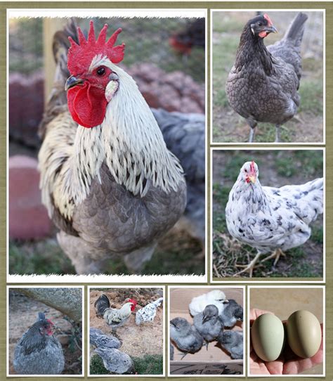 5 Chicken Breeds That Lay Green Eggs Animal Hype