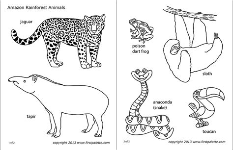 Printable Rainforest Animals That Are Remarkable Ruby Website