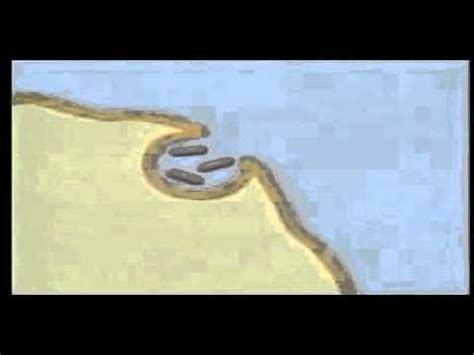 David wilner is a native of georgia, usa, born just before the end of wwii. ENDOCYTOSIS AND EXOCYTOSIS - YouTube
