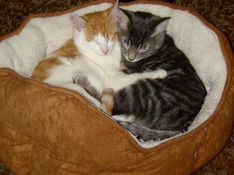Free Picture Hugging Kittens Cats Domestic Cat