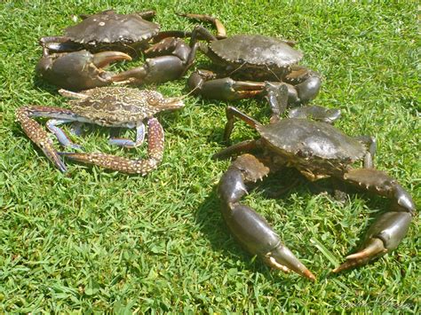 Types Of Crabs Learn All About The Different Crabs Species