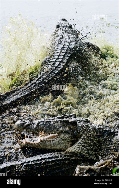 Fighting Cuban Crocodile Stock Photo Alamy