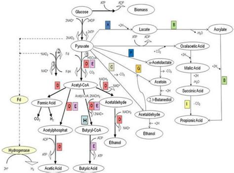 Metabolic Pathway Of Glucose By Hpb Under Anaerobic Conditions 1