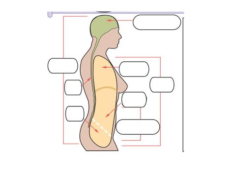 Cavidades Del Cuerpo Humano Diagram Quizlet