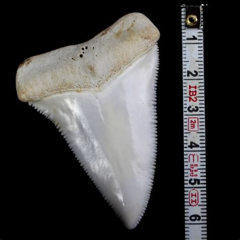Great White Shark Tooth Carcharodon Carcharias 60×42