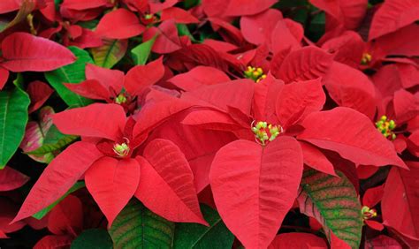 Euphorbia Pulcherrima: Flor de Noche Buena - Agrotendencia.tv