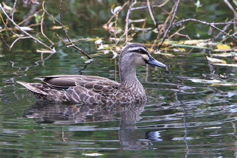 Mallard Grey Duck Hybrid The New Zealand Native Grey Duck Flickr