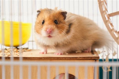 Cute Fluffy Tricolor Long Haired Syrian Hamster In A Cage Stock Photo
