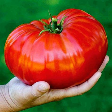 Red Beefsteak Tomato Seeds Sibirsky Gigant Siberian Giant Russian