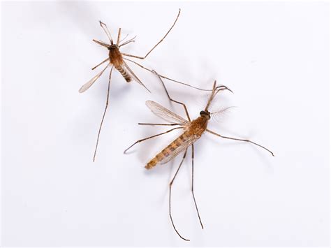 Culex Mosquito Common House Mosquito Info And Prevention
