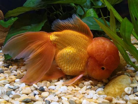 It's important to look at the bigger picture of goldfish requirements and really start to understand how these fish work, how they behave, their physical and biological characteristics, their need for an enriching environment and their. Oranda - Wikipedia