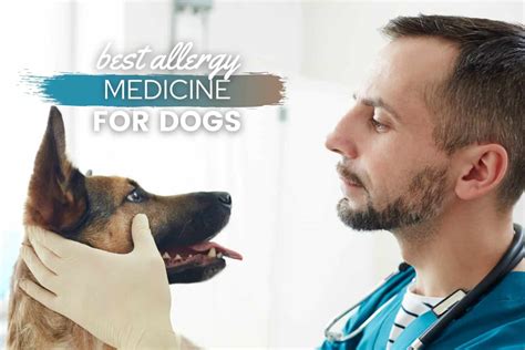 Best Allergy Medicine For Dogs 2023 Reviews And Top Picks Canine Bible