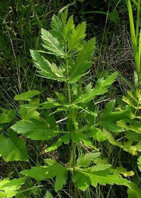 7 Harmful Plants In Upstate Ny How To Identify Poison Ivy Sumac