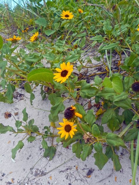 While many plants thrive in florida's hot sun, they should get ample water to promote strong roots and good growth. 47 Native Plants for Florida: Flowers, Shrubs, and Trees ...