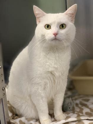 If you are confused what number values means please visit the value key. Norfolk SPCA | Finding Forever Homes