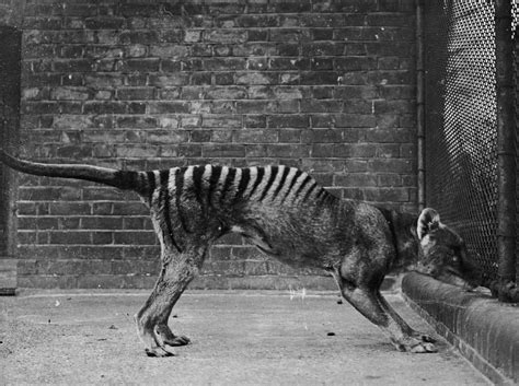 Largest Animal Ever Existed On Earth Extinct - The Earth Images