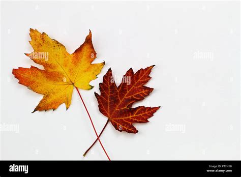 Beautiful Maple Leaf Hi Res Stock Photography And Images Alamy