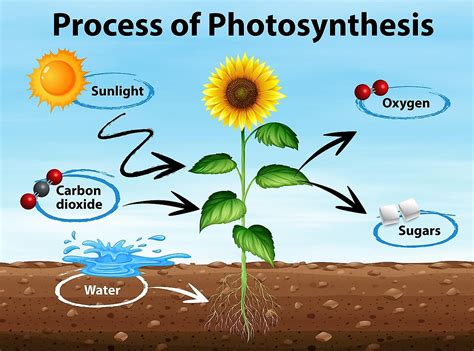 photosynthesis explained worldatlas