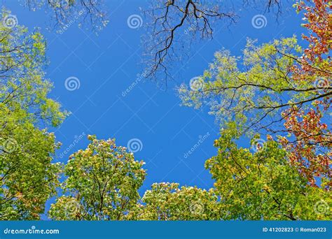 Autumn Forest Stock Image Image Of Large Green Color 41202823