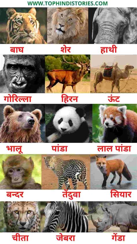 List Of 50 All Wild﻿ Animals﻿ Name﻿ In Hindi And English