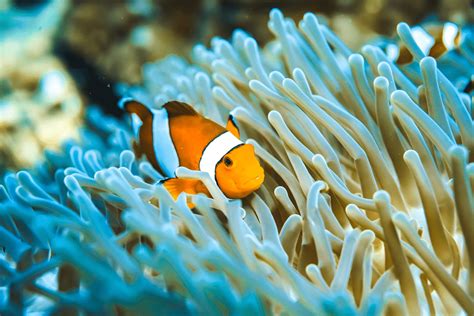 Reef Fish Phi Phi Finding Nemo Barakuda Dive Center