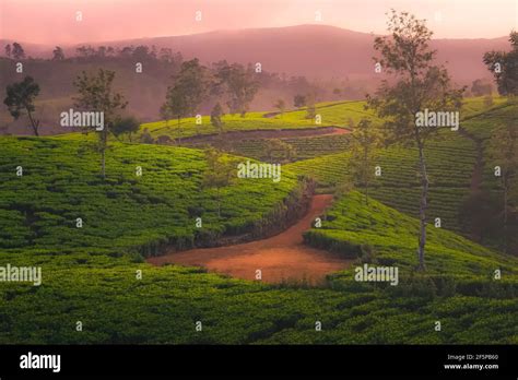 Landscape Countryside View Of Sri Lankan Hill Country And Terraced Tea