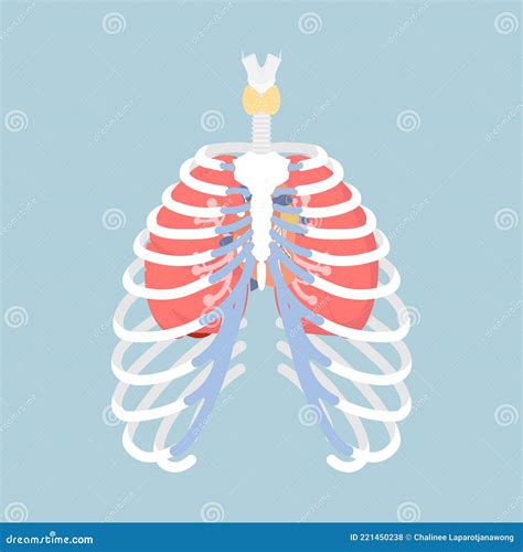 Internal Organs Under Left Rib Cage Health Recovery T - vrogue.co