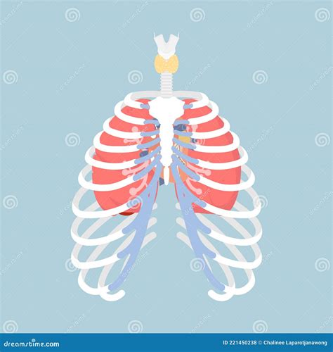 Anatomy Of Human Rib Cage With Lungs And Human Heart Internal Organs