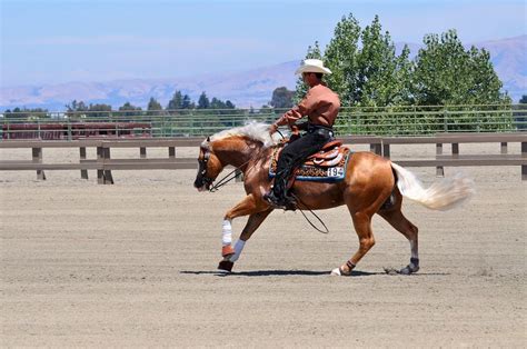 Western riding | Western riding, Horses, Trail riding