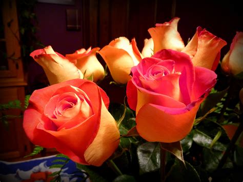 Gorgeous Two Colored Roses Beautiful Roses Gorgeous Great Photos