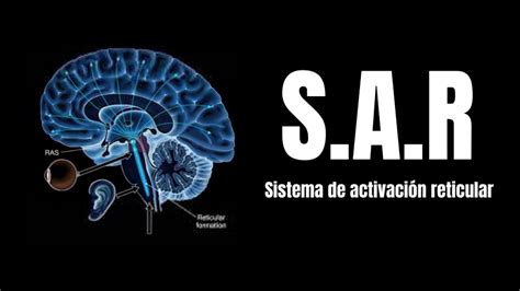 Neuroanatomía ¿qué Es El Sistema Activador Reticular Ascendente Sara